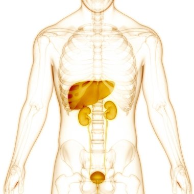 İnsan iç organları karaciğeri ve idrar sistemi anatomisi. Üç Boyut