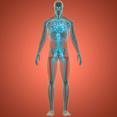 İnsan Dolaşım Sistemi Kalp Anatomisi. Üç Boyut