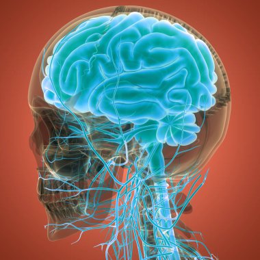 İnsan Sinir Sistemi Beyin Anatomisi Merkezi Organı. Üç Boyut