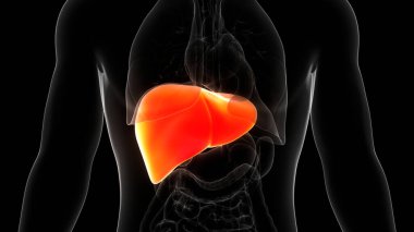 İnsan İç Sindirim Organı Anatomisi. Üç Boyut