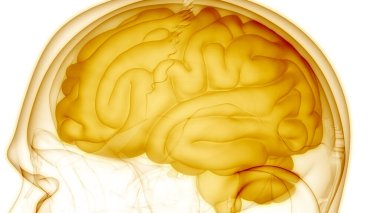 İnsan Sinir Sistemi Beyin Anatomisi Merkezi Organı. Üç Boyut