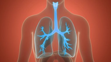 İnsan Solunum Sistemi Akciğerleri Anatomisi. Üç Boyut