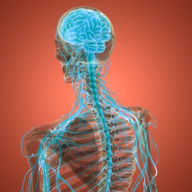 İnsan Sinir Sistemi Beyin Anatomisi Merkezi Organı. Üç Boyut