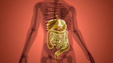 İnsan Sindirim Sistemi Anatomisi. Üç Boyut