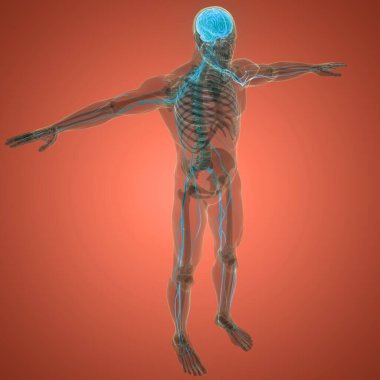 İnsan Sinir Sistemi Beyin Anatomisi Merkezi Organı. Üç Boyut