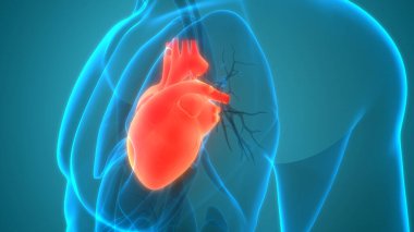 İnsan Dolaşım Sistemi Kalp Anatomisi. Üç Boyut