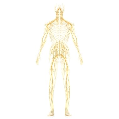 İnsan vücudu sinir sistemi anatomisi. Üç Boyut