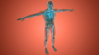 İnsan Dolaşım Sistemi Kalp Anatomisi. Üç Boyut