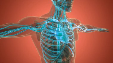 İnsan Dolaşım Sistemi Kalp Anatomisi. Üç Boyut