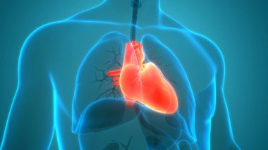 İnsan Dolaşım Sistemi Kalp Anatomisi. Üç Boyut