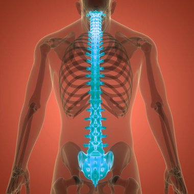 İnsan iskelet sistemi anatomisinin omurilik omurgası. Üç Boyut