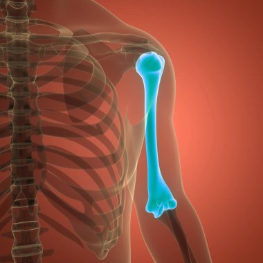 İnsan iskelet sistemi humerus kemik eklemleri anatomisi. Üç Boyut