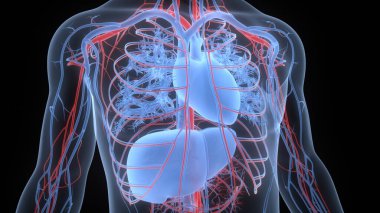 Karaciğer Anatomisi olan İnsan İç Organı Kalbi. Üç Boyut
