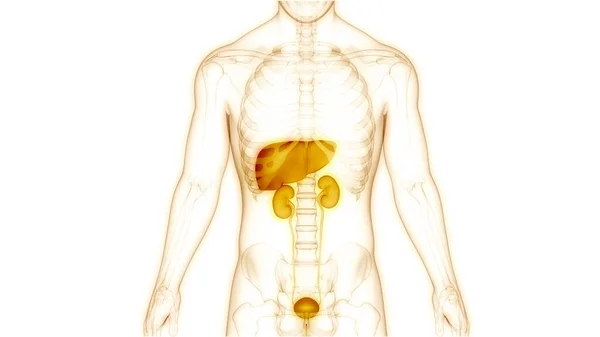 Ανθρώπινη Εσωτερική Οργάνων Ήπαρ Ουροποιητικό Σύστημα Ανατομία — Φωτογραφία Αρχείου