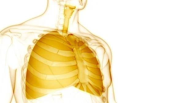 Sistema Respiratório Humano Anatomia Pulmonar — Fotografia de Stock