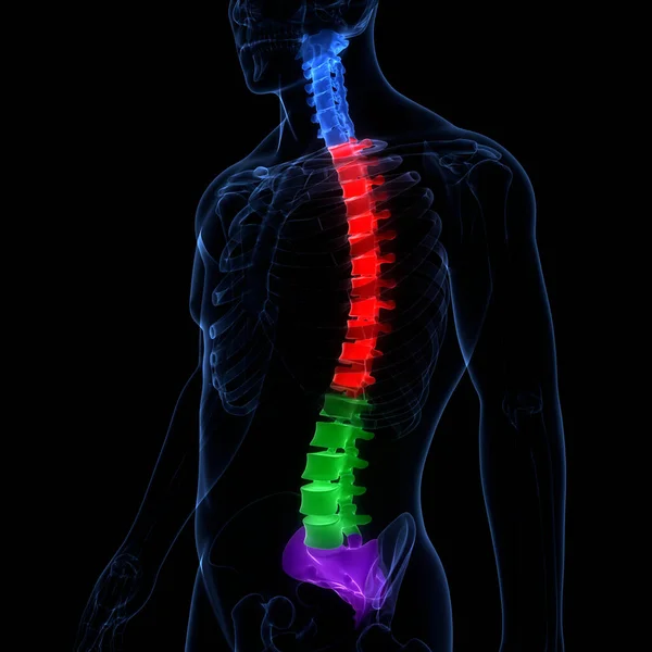 Spinal Cord Vertebral Column of Human Skeleton System Anatomy. 3D