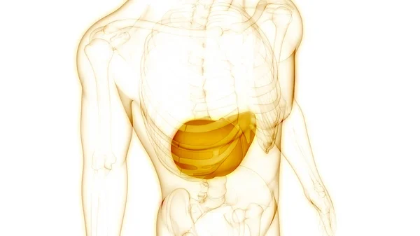 Organo Digestivo Interno Umano Anatomia Epatica — Foto Stock