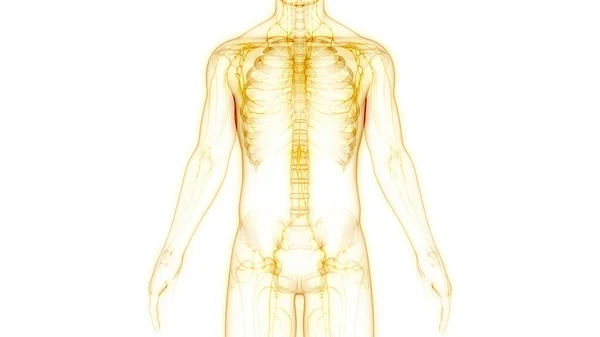 Humain Système Interne Anatomie Des Ganglions Lymphatiques — Photo