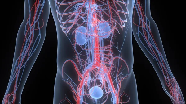 Νεφροί Του Ανθρώπινου Ουροποιητικού Συστήματος Ανατομία Ουροδόχου Κύστης — Φωτογραφία Αρχείου