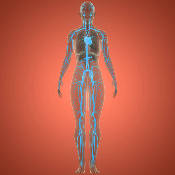 Human Circulatory System Heart Anatomy. 3D