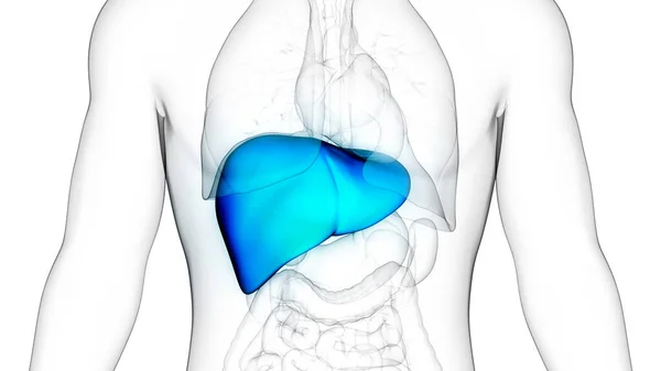 Organo Digestivo Interno Umano Anatomia Epatica — Foto Stock