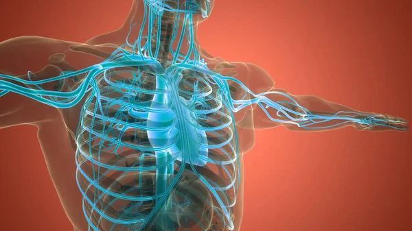 Anatomia Cardiaca Del Sistema Circolatorio Umano — Foto Stock