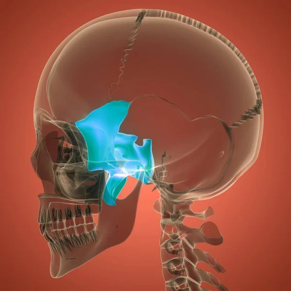 Human Skeleton Skull Bone Parts Sphenoid Bone Anatomy. 3D