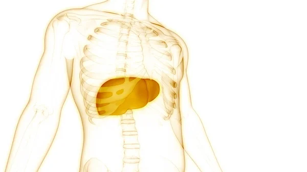 Human Internal Digestive Organ Liver Anatomy Inglés —  Fotos de Stock