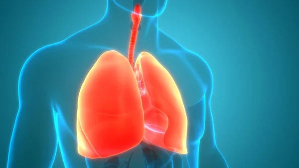 Anatomie Pulmonaire Système Respiratoire Humain — Photo