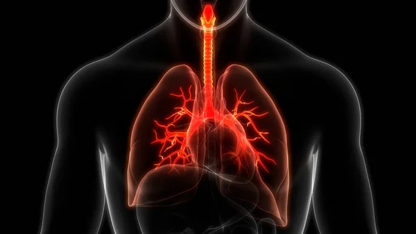 Anatomia Polmonare Del Sistema Respiratorio Umano — Foto Stock