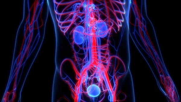 Drar Torbası Anatomisi Olan Insan Böbrekleri Boyut — Stok fotoğraf