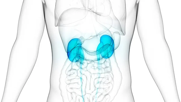 人間の尿系腎臓解剖学 — ストック写真