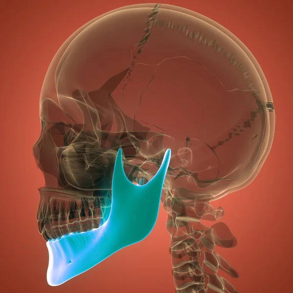 Menselijke Skelet Systeem Schedel Botdelen Onderkaak Anatomie — Stockfoto