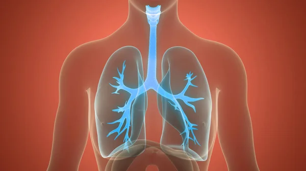 Human Respiratory System Lungs Anatomy — Stock Photo, Image