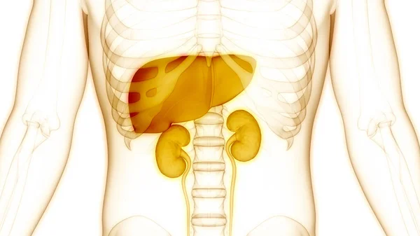 人体内器官肝脏与泌尿系统解剖 — 图库照片