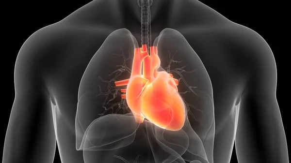 Human Circulatory System Heart Anatomy. 3D