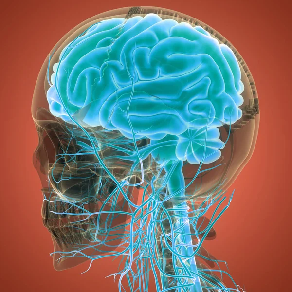 Central Organ of Human Nervous System Brain Anatomy. 3D