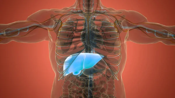 Human Internal Digestive Organ Liver Anatomy. 3D