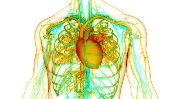 Sistema Circulatório Humano Anatomia Cardíaca — Fotografia de Stock