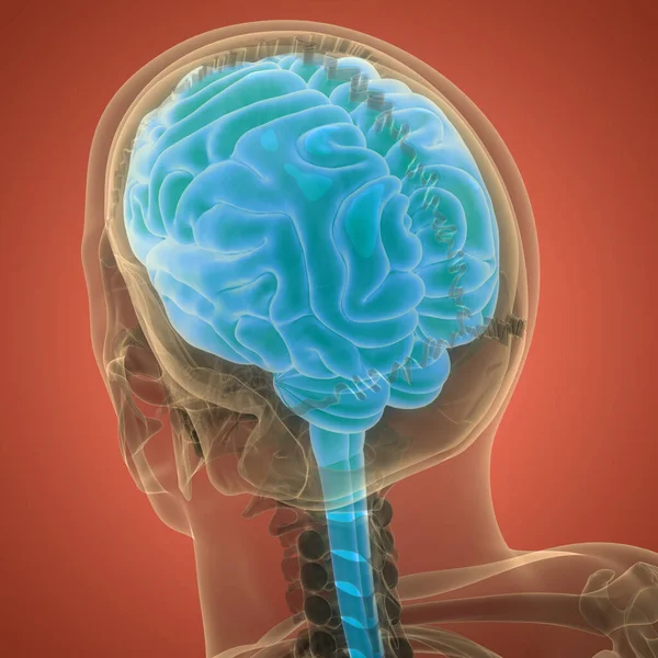 İnsan Sinir Sistemi Beyin Anatomisi Merkezi Organı. Üç Boyut