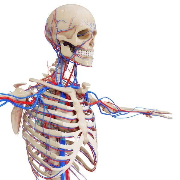 Anatomia Cardiaca Del Sistema Circolatorio Umano — Foto Stock