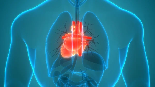 Human Circulatory System Heart Anatomy — Stock Photo, Image