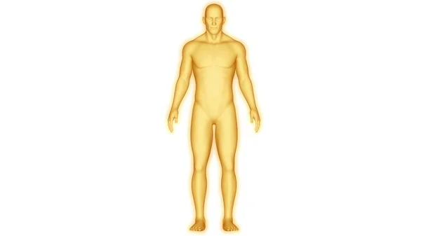 Nsan Kas Vücut Anatomisi Boyut — Stok fotoğraf
