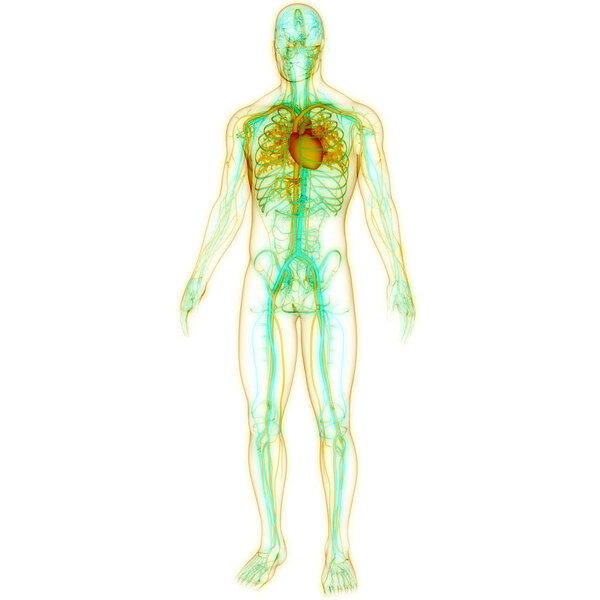 Human Circulatory System Heart Anatomy. 3D