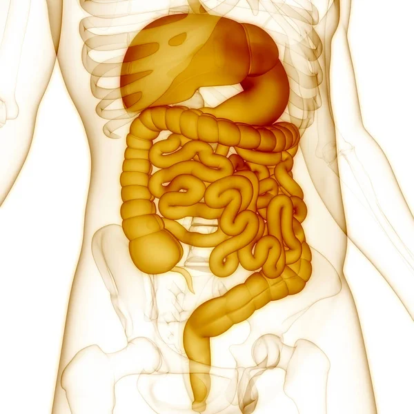 İnsan Sindirim Sistemi Anatomisi. Üç Boyut