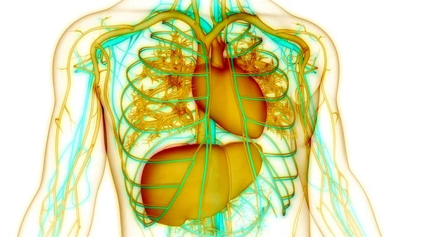 Ludzki Układ Krążenia Anatomia Serca — Zdjęcie stockowe