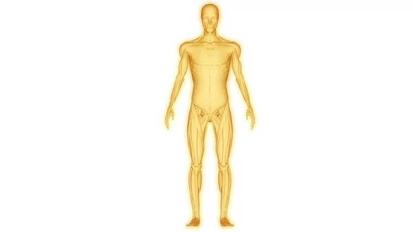 Spieren Een Deel Van Menselijke Spierstelsel Anatomie — Stockfoto