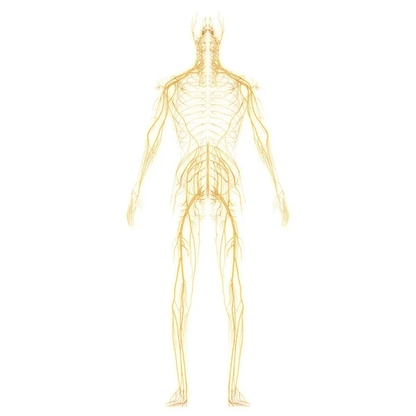 Människokroppens Nervsystemsanatomi Tredimensionell — Stockfoto