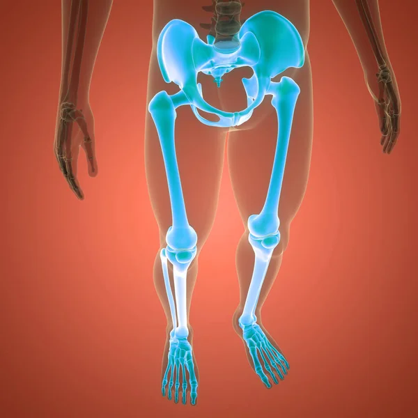 Sistema Esquelético Humano Anatomía Las Articulaciones Óseas Las Extremidades Inferiores — Foto de Stock