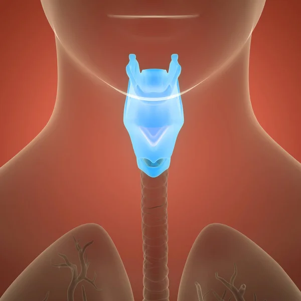 Ludzki Układ Oddechowy Larynx Anatomia Pharynxa — Zdjęcie stockowe